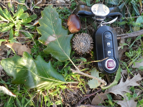 querce da identificare: Cerro (Quercus cerris)